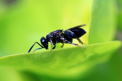 Haltichella rufipes